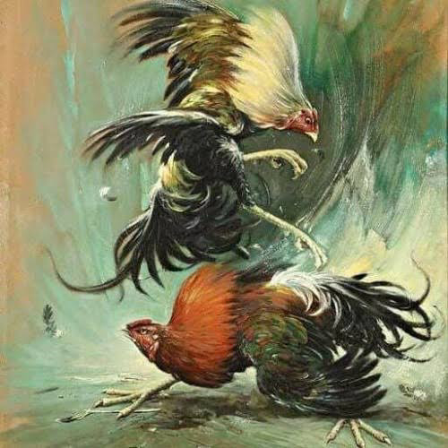sabung ayam